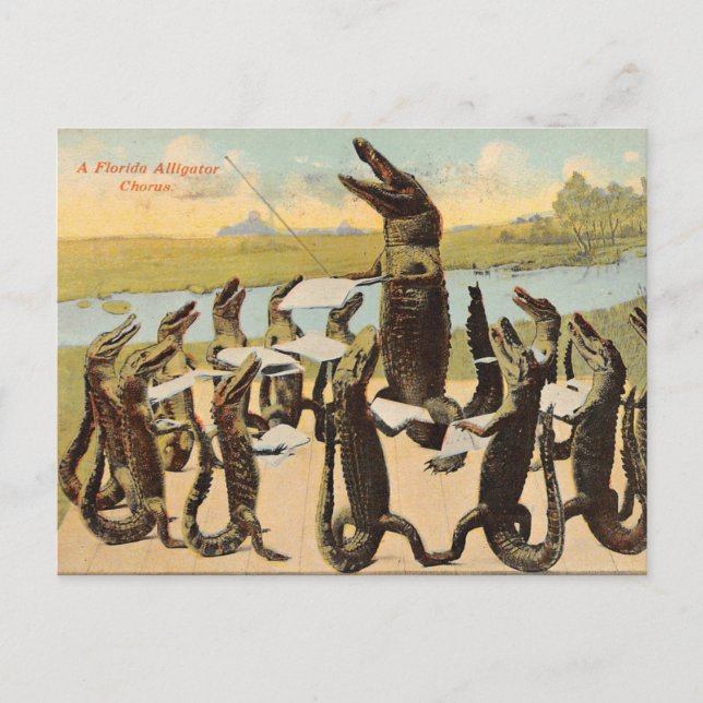 Carte postale hilarante du chœur de Gator de Flori (Devant)