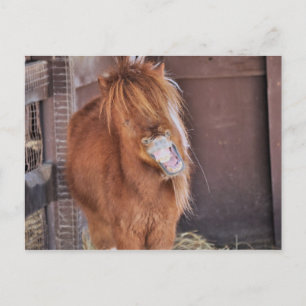 Carte Postale Hilarious Horsey