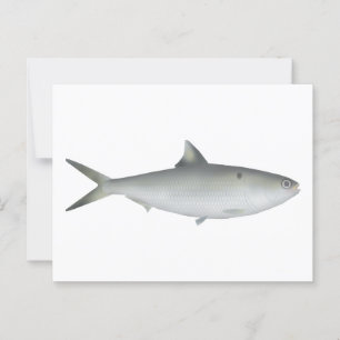 Carte Postale Hilsa Shad