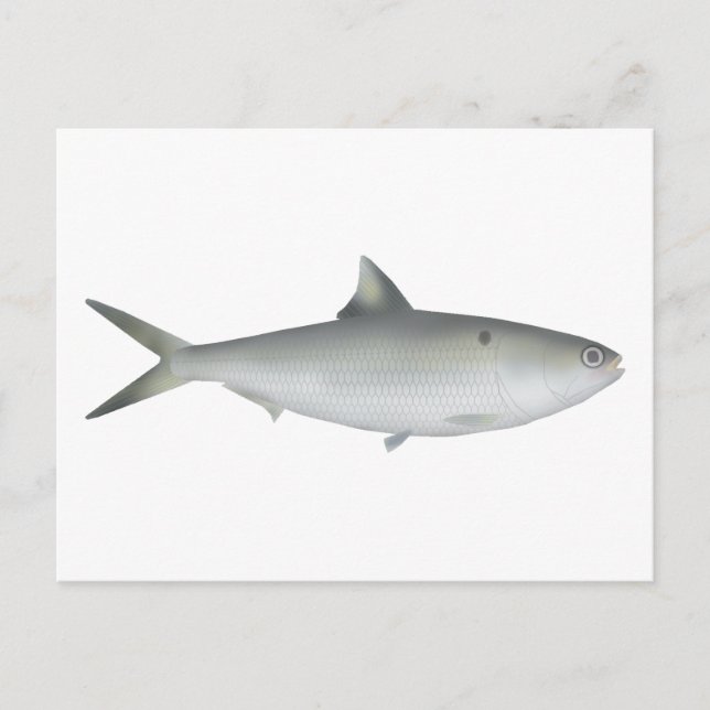 Carte Postale Hilsa Shad (Devant)