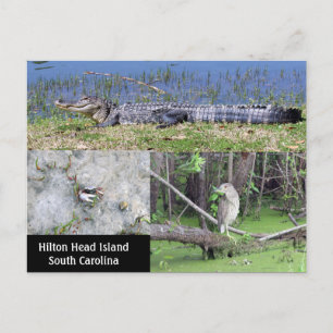 Carte Postale Hilton Head SC Native Wildlife