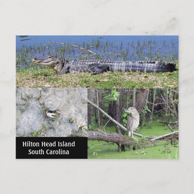 Carte Postale Hilton Head SC Native Wildlife (Devant)