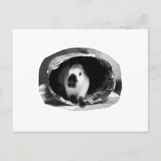 Carte Postale Himalaya Rabbit BW Photo ronde en boîte
