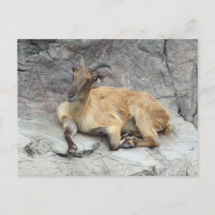 Carte postale Himalayan Tahr