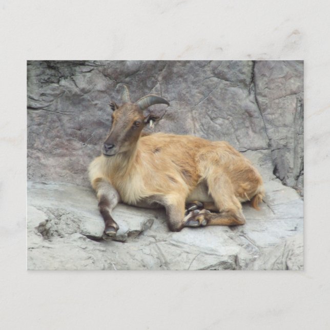 Carte postale Himalayan Tahr (Devant)