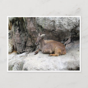 Carte Postale himalayan tahr