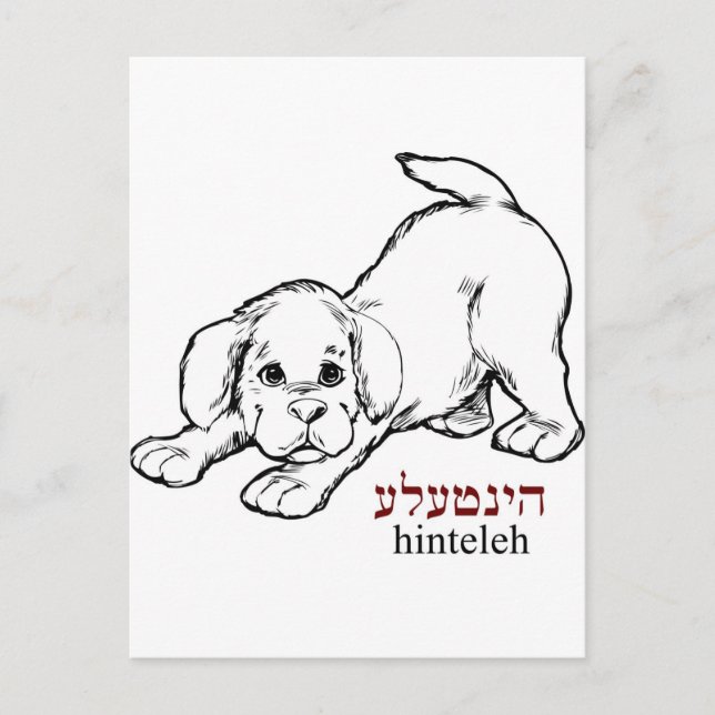 Carte Postale "Hinteleh"-chiot (Devant)