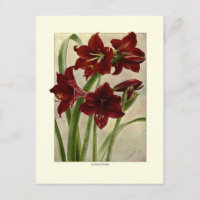 Hippeastrums (Amaryllis)