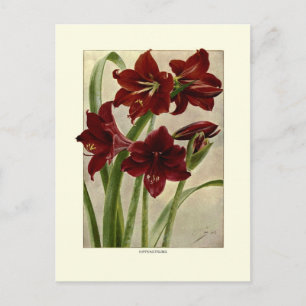 Carte Postale Hippeastrums (Amaryllis)