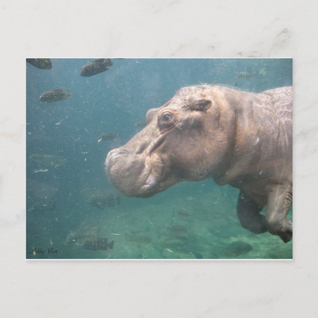 carte postale hippo (Devant)
