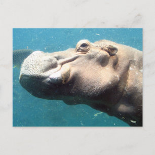 Carte postale Hippo