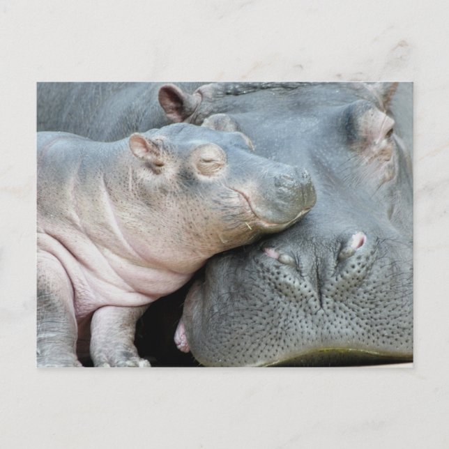 Carte Postale Hippo (Devant)