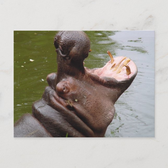 Carte Postale Hippo (Devant)