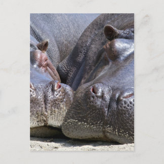 Carte Postale Hippo