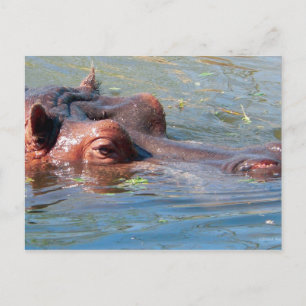 Carte postale Hippo