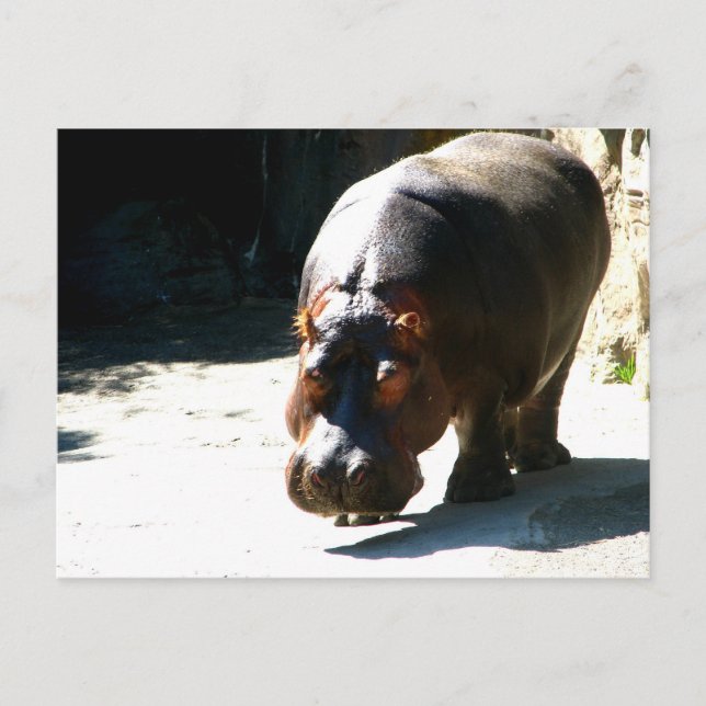Carte Postale Hippo (Devant)