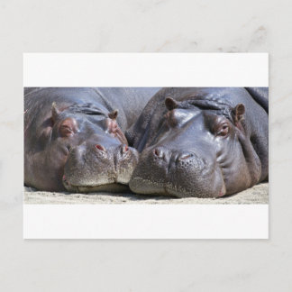 Carte Postale Hippo-78352