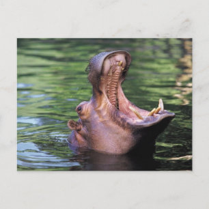 Carte Postale Hippo affamé