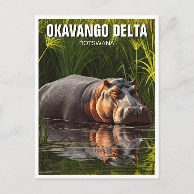 Carte Postale Hippo dans le delta de l'Okavango au Botswana (Devant)