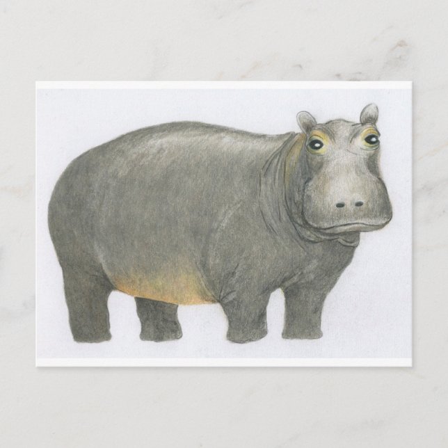 Carte Postale Hippo de base (Devant)