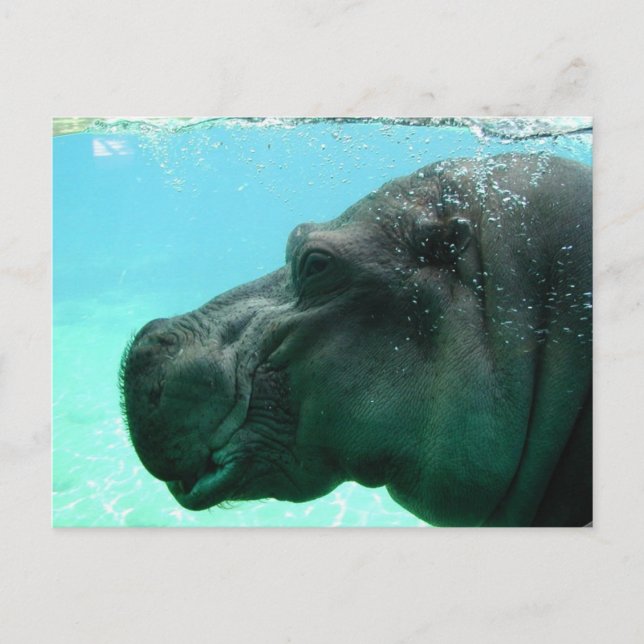Carte postale Hippo de natation (Devant)