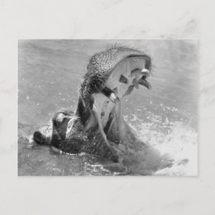 Carte postale Hippo Feed Me