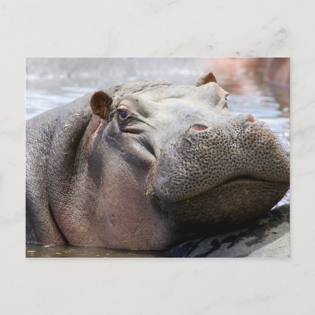 Carte Postale Hippo Head (Devant)