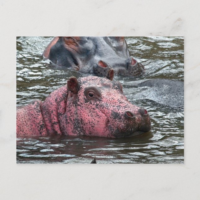 Carte Postale Hippo rose vif (Devant)