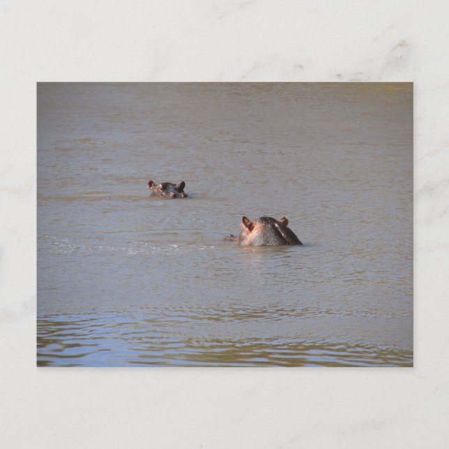 Carte Postale Hippo Stare (Devant)