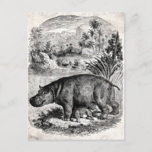 Carte Postale Hippo vintage des années 1800 avec Baby Retro Hipp