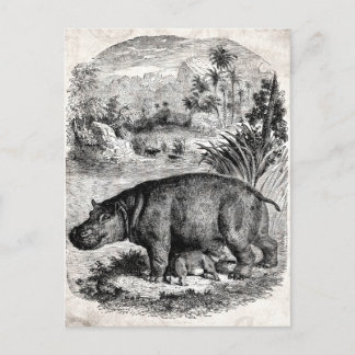 Carte Postale Hippo vintage des années 1800 avec Baby Retro Hipp