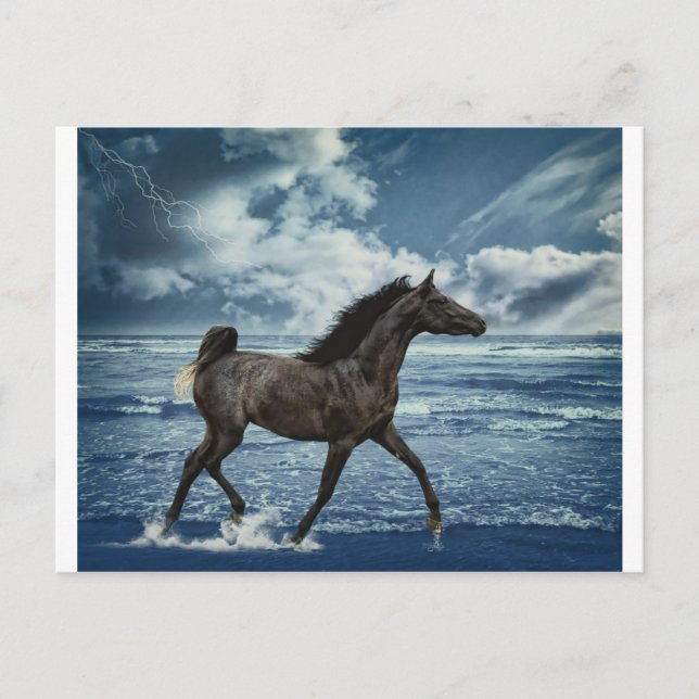 Carte Postale Hippocampe (Devant)