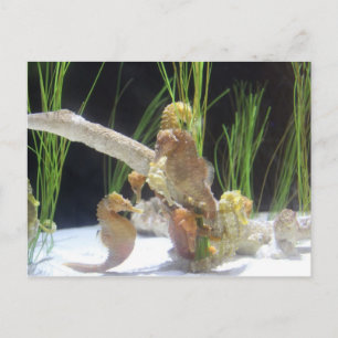 Carte Postale Hippocampe de long-museau # 1