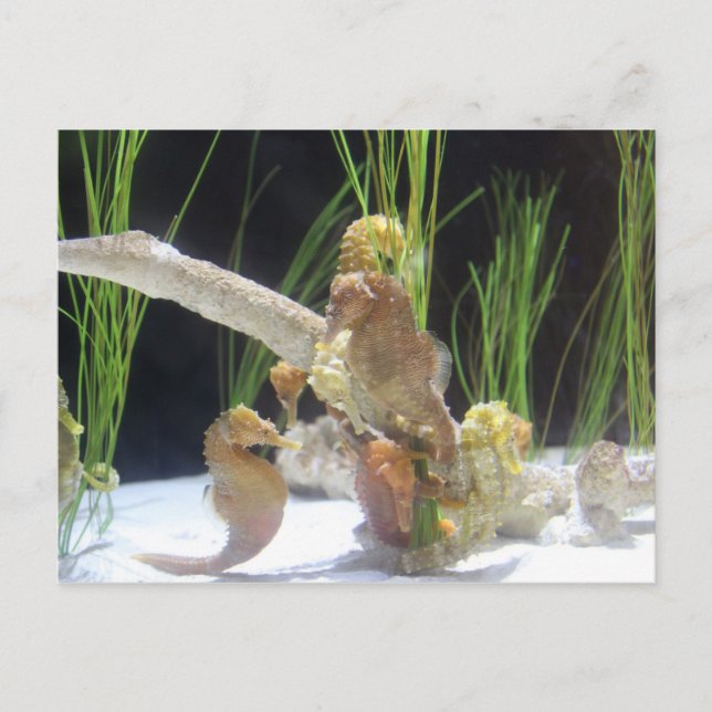 Carte Postale Hippocampe de long-museau # 1 (Devant)