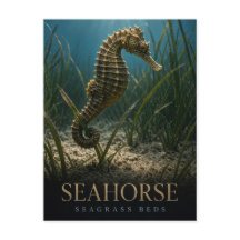 Hippocampe Herbiers de Posidonie Faune ANIMAL