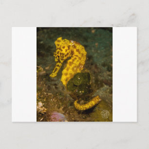 Carte Postale Hippocampe jaune