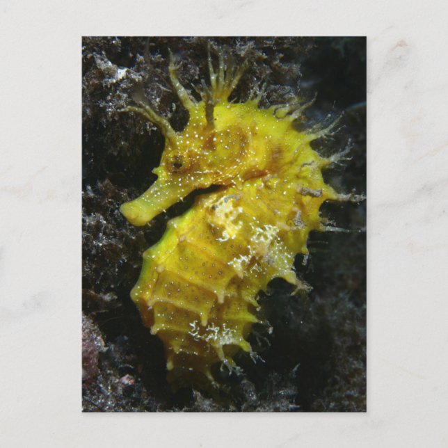 Carte Postale Hippocampe jaune | Hippocampus Guttulatus (Devant)