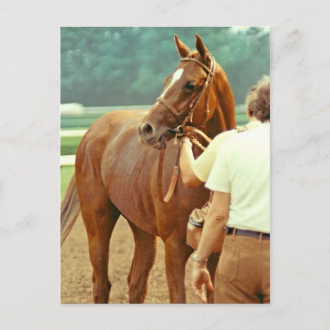 Carte Postale Hippocampe Thoroughbred Affirmé 1978 (Devant)