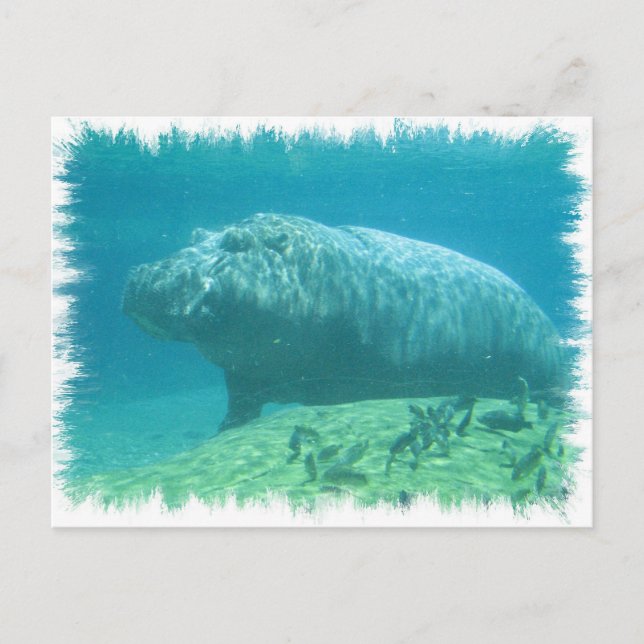 Carte postale Hippopatumus Habitat (Devant)