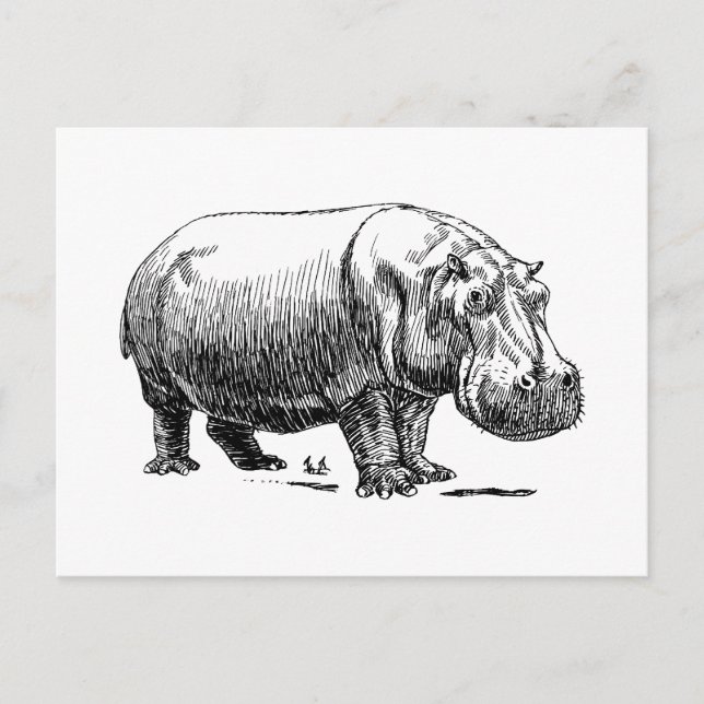 Carte Postale Hippopotame (Devant)
