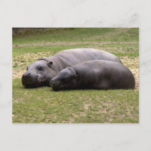 Carte Postale Hippopotame