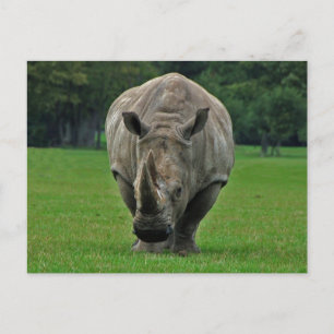 Carte postale Hippopotame