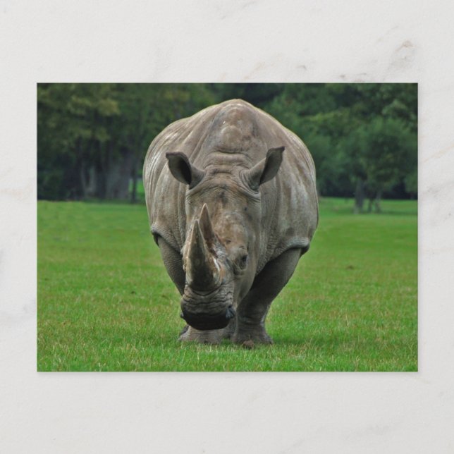 Carte postale Hippopotame (Devant)