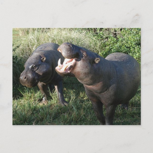 Carte Postale Hippopotame (Devant)