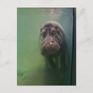 Carte Postale Hippopotame Abstrait #2