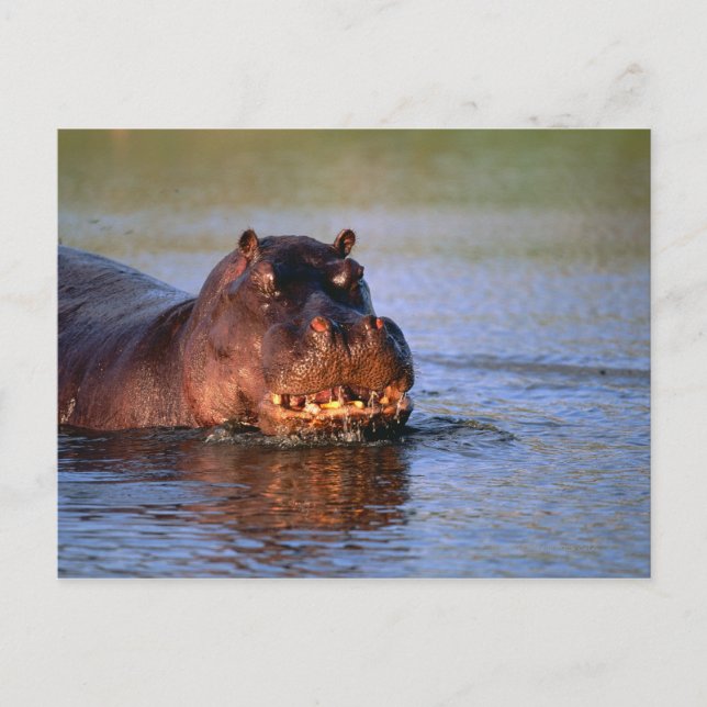 Carte Postale Hippopotame dans la rivière (Devant)