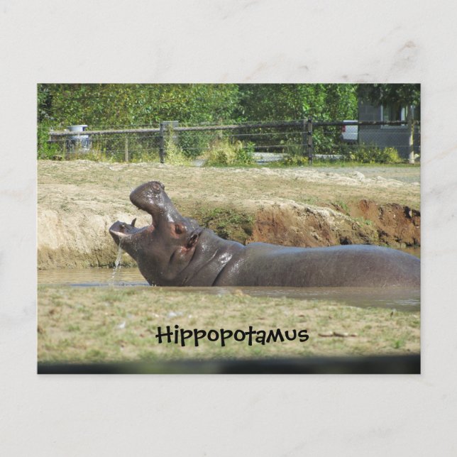 Carte Postale Hippopotame en train de boire (Devant)
