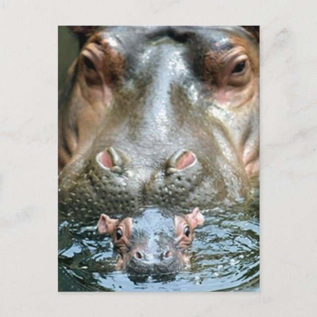 Carte Postale Hippopotame et bébé (Devant)