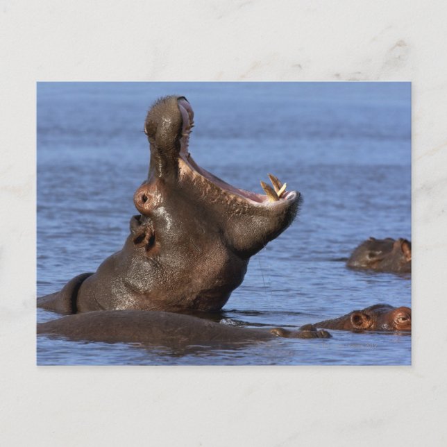 Carte Postale Hippopotame (Hippopotame amphibius) dans (Devant)