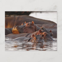 Hippopotame, Hippopotamus amphibius, Lac